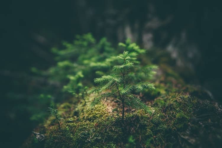 image offre arbres noel fĂȘtes de fin d'annĂ©e